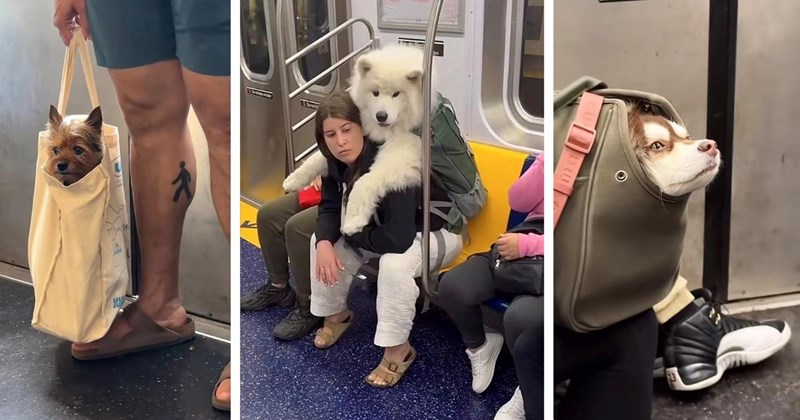 20 Doggos Sweetly Showing How to Ride the Subway in a Silly Style