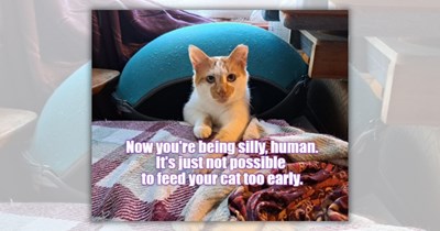 20 Funny Cattos Inspired by the Nostalgic 'I Can Has Cheezburger' Meme