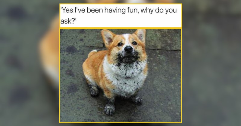 20 Morning Barks of Joy From Doggos For Dog Pawrents