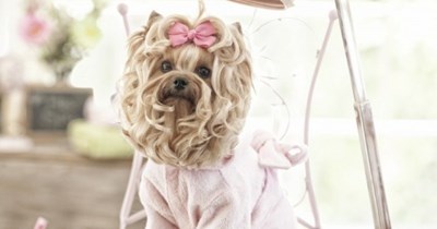 20 Photos That Prove Dogs Are The Biggest Divas