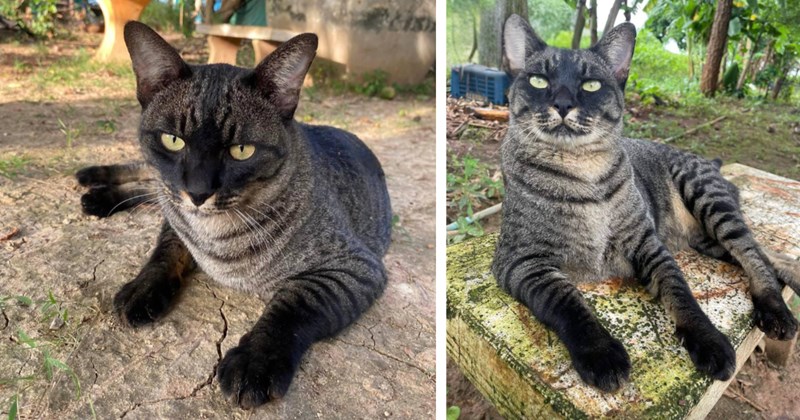 20 pictures of a unique cat and text | Thumbnail includes two pictures of a unique cat 