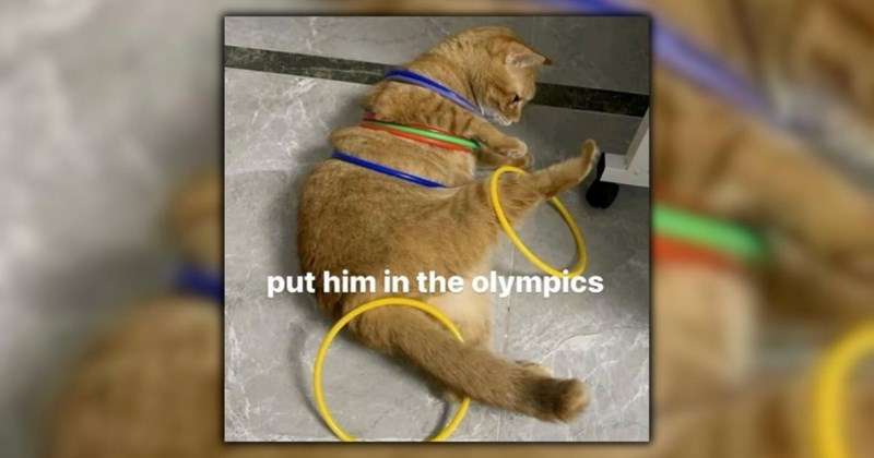 21 Cute Cat Memes for Those in Need of Some Furry Purry Feline Comedy This Winter (February 25, 2026)