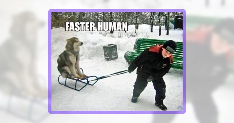 21 husky memes | thumbnail includes one meme including 'FASTER HUMAN'