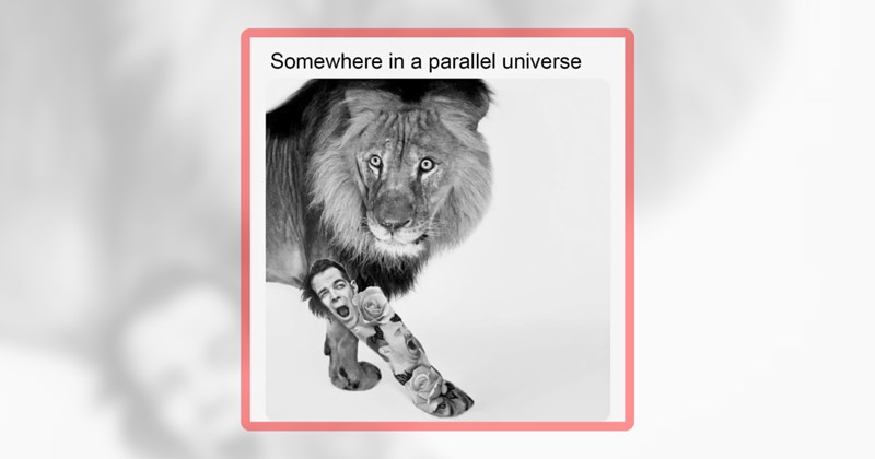 21 lion memes | thumbnail includes one meme including 'Somewhere in a parallel universe'