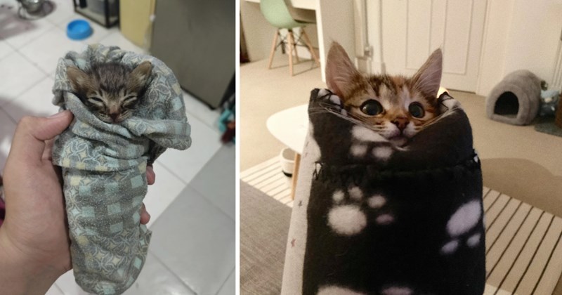 22 cat pictures | thumbnail includes two pictures of cats 