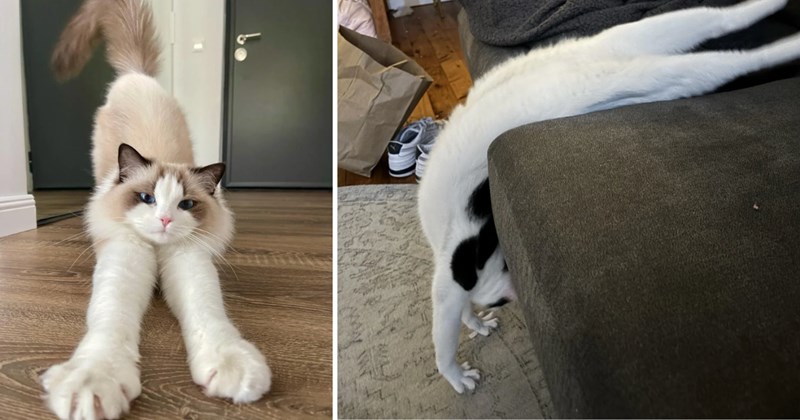 22 pictures of cats | thumbnail includes two pictures of cats 