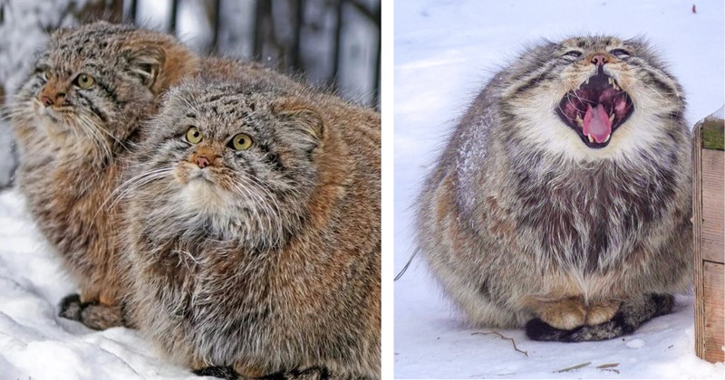 23 pictures of pallas' cats | Thumbnail includes two pictures of pallas' cats 