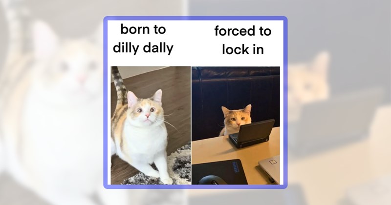 24 cat memes | thumbnail includes one meme including 'born to dilly dally forced to lock in'