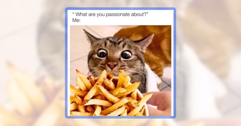 24 cat memes | thumbnail includes one meme including '"What are you passionate about?" Me:'