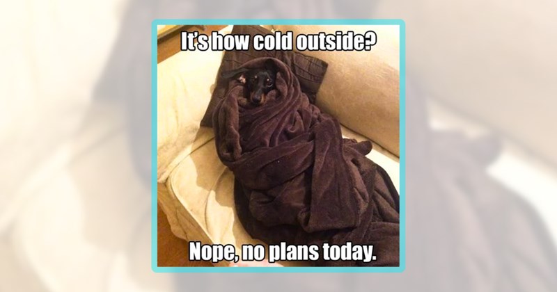 24 dog memes | thumbnail includes one meme including 'It's how cold outside? Nope, no plans today.'