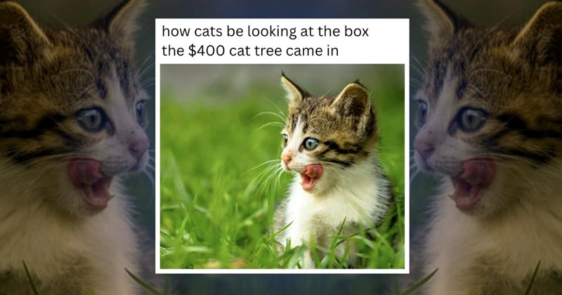 cats cat kitten memes cute cat-memes kittens positive happy wholesome