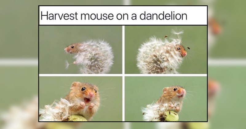 24 Seriously Tiny Animals for Whimsical Weekend Vibes