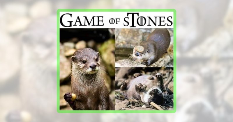 25 animal memes | thumbnail includes one meme including 'GAME OF STONES'