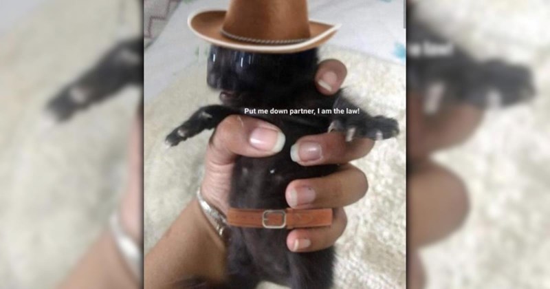 26 Funniest Feline Memes to Get You Warmed Up for the Weekend (Feb 25, 2026)