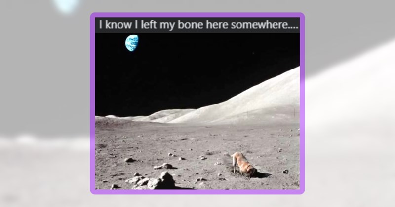 28 dog memes | thumbnail includes one meme including 'I know I left my bone here somewhere....'
