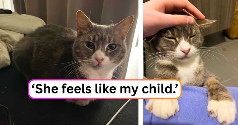 29 text pictures, 3 cat pictures | thumbnai includes two pictures of a cat, and ‘She feels like my child.’