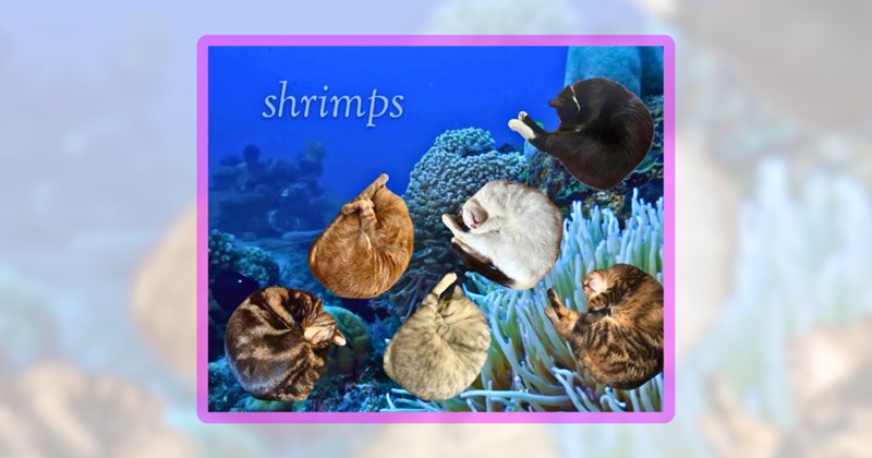 30 cat memes | thumbnail includes one meme including 'shrimps'