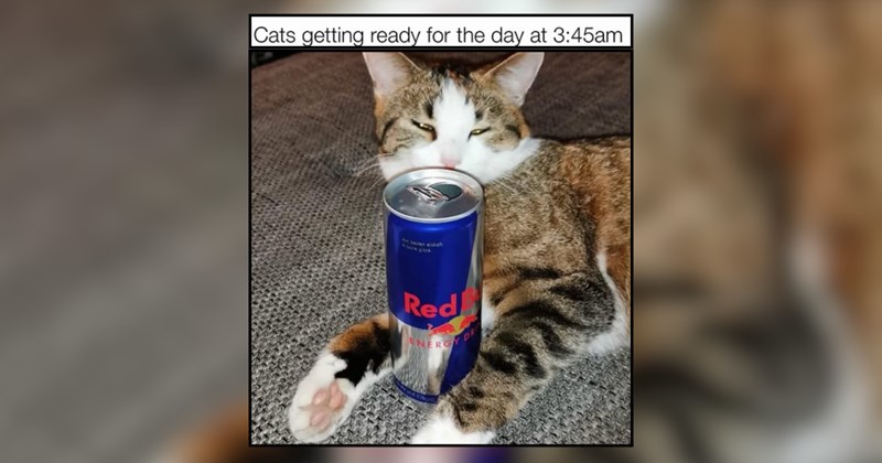 30 Internet Cat Memes for People Who Like Internet + Cats