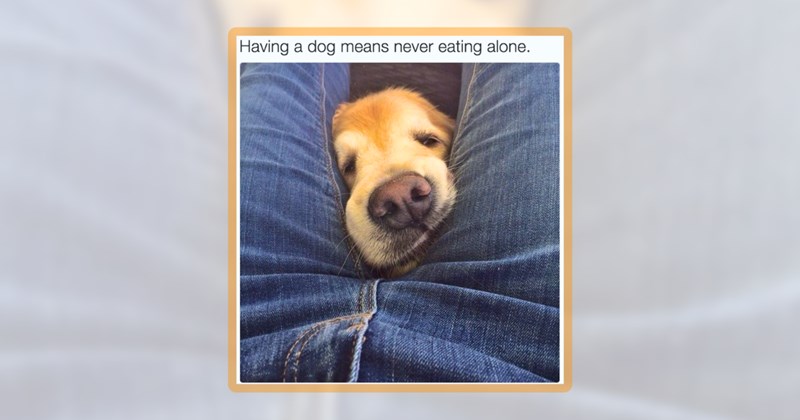 31 dog memes | thumbnail includes one meme including 'Having a dog means never eating alone.'