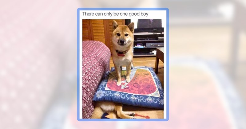 31 dog memes | thumbnail includes one meme including 'There can only be one good boy'