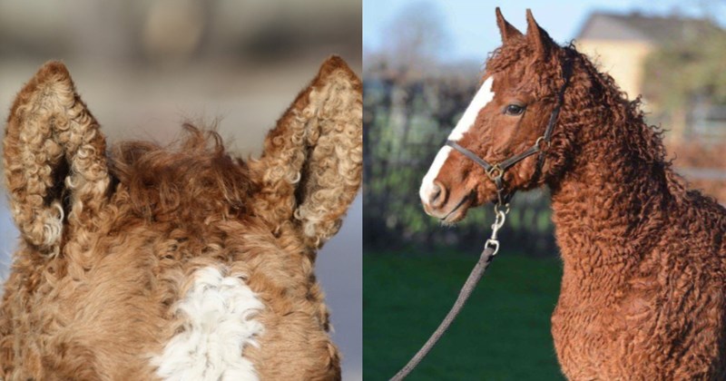 horse horses funny curly hair farm animals cute adorable bashkir 