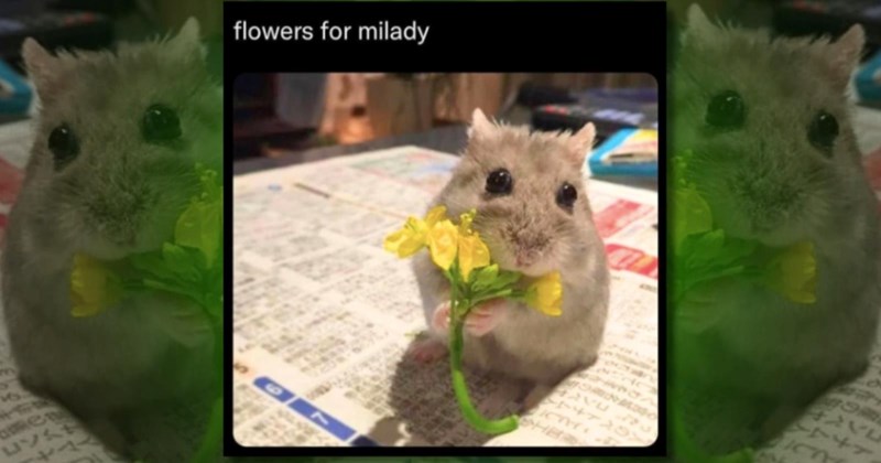 mellow positive wholesome nice happy meme memes funny