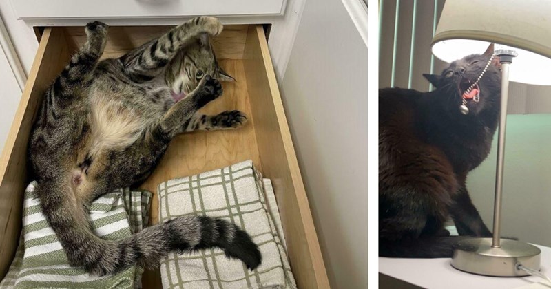 34 pictures of funny cats | Thumbnail includes two pictures of cats 