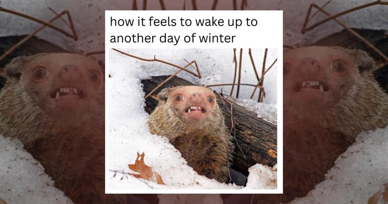 memes snow snow-day funny comedy relatable employee blizzard snowy