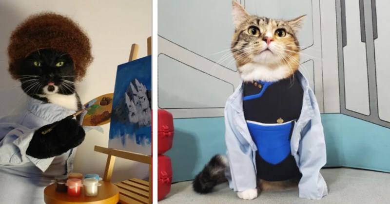 21 Pics Cat Cosplay Catalog Fans Feline Fashionistas Fabulous Outfits | thumbnail includes two images one image shows a black and white cat dressed like bob ross painting a bob ross style mountain landscape, the other image shows a cat wearing a stark trek uniform