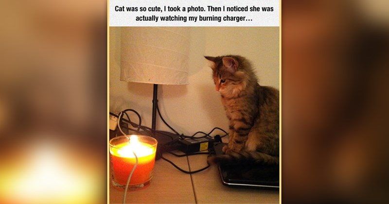 funny cat memes | thumbnail includes one meme of a kitten staring at a candle that's burning a cable 'Cat was so cute, I took a photo. Then I noticed she was actually watching my burning charger...'