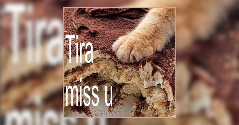 A Cat Cake of Cat Memes for The Whawl Famiwy