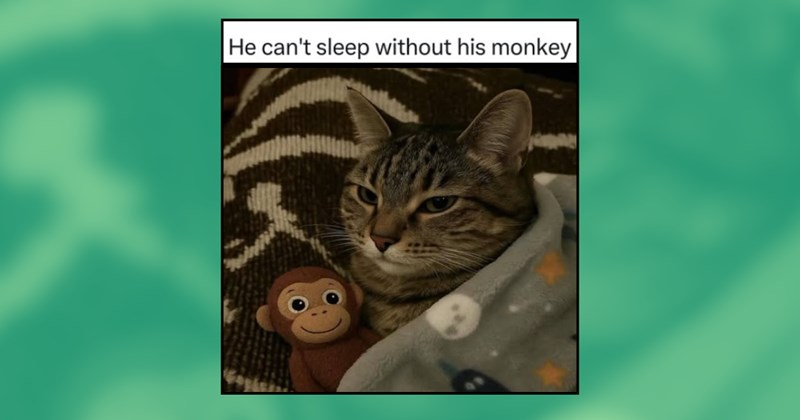 A Countdown of the Cutest Cat Memes to Ever Bestow the Internet