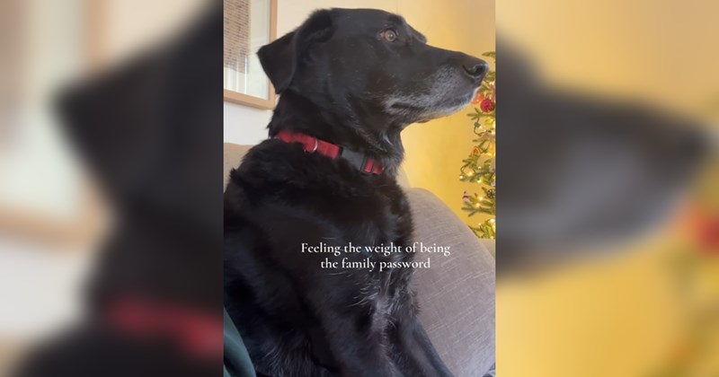 A Crowning Glory of 32 Memes