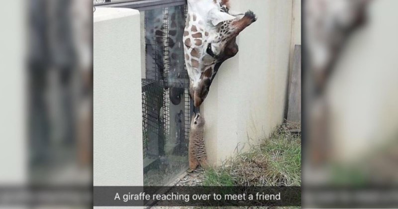 A Delicious Dash of 30 Animal Memes to Sprinkle Into Your Sweet Cup of Coffee