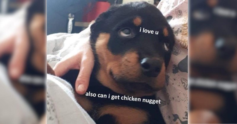 A Delightful Downpour of 26 Dog Memes to Enjoy on a Wholesome Wintery Weekday (Feb 19, 2026)