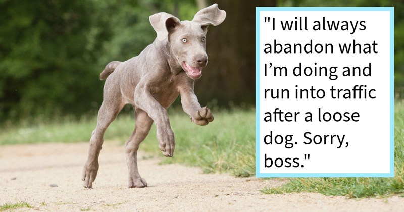 Ex dog handler cuts through traffic save runaway dog had evaded several hoomans trying catch after got loose from dog sitter, rescuer says: ‘will always abandon what doing run into traffic after loose dog..’ | thumbnail includes one image which shows a gray puppy running on a dirt path ‘“I will always abandon what I’m doing and run into traffic after a loose dog. Sorry, boss.”’