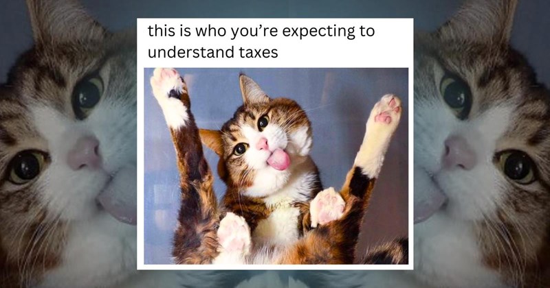 cats cat memes meme funny silly cute adorable feline kitty