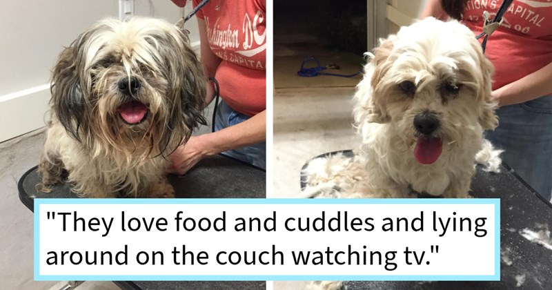 Neglected dog siblings saved dedicated dog lover harsh Texas sun after pawrent passed leaving covered matted fur, fleas ticks, new dog dad says: ‘They are affectionate playful now.’ | thumbnail includes two images one image shows a medium long hair dog with dirty and matted fur, the other image shows a medium dog white fur clean ‘“They love food and cuddles and lying around on the couch watching tv.”’