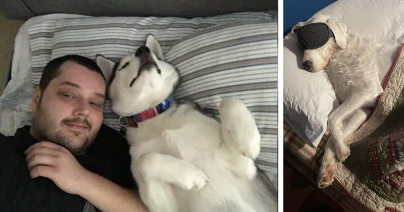 22 Pawdorable Pillow Puppers Who Sleep Like Hoomans | thumbnail includes two images one image shows a man smiling lying in bed with a husky lying on its back sleeping on a pillow, the other image shows a white dog lying on its side under the covers of a bed wearing an eye mask sleeping on a pillow