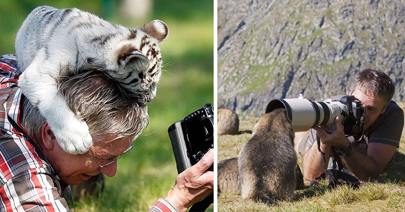 pictures of animals interrupting wildlife photographers | thumbnail includes two pictures including a white tiger cub sitting on a photographer's head and an animal peering into a photogapher's camera 