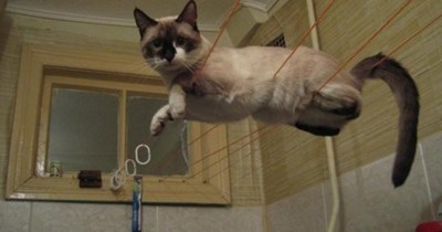 Acting Like Animals: Um... I'm An Acrobat?