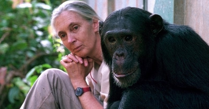 jane goodall tribute jane goodall death jane goodall legacy jane goodall chimps jane goodall activist jane goodall conservation jane goodall 2025 jane goodall influence jane goodall biography