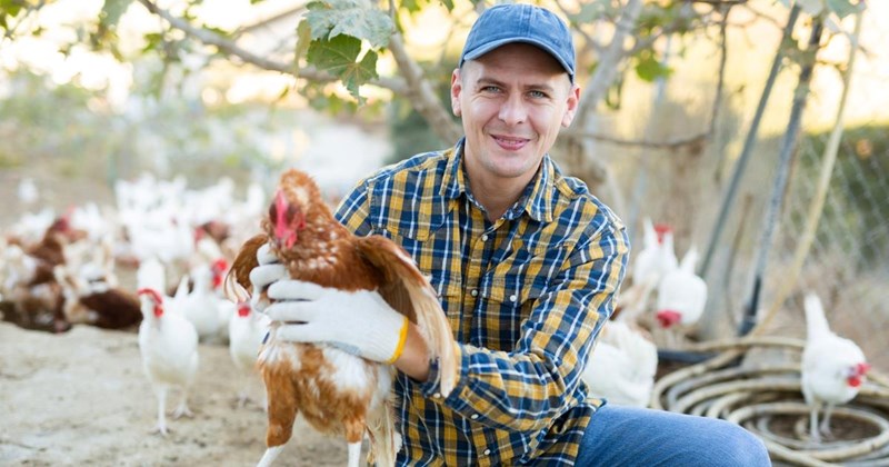 neighbor neighborhood drama next-door chickens wife garden destroyed fence