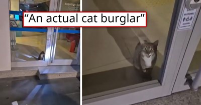 'Meowstakes were made': Panicked police respond to bank robbery, only to find out that the thief was an actual cat burglar who broke in and is not having fun at all