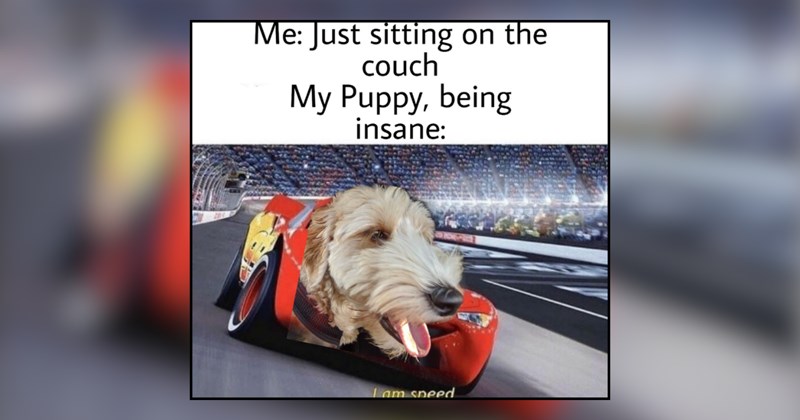 20 dog memes | thumbnail includes one meme and one picture of text including 'Me: Just sitting on the couch My Puppy, being insane: I am speed'