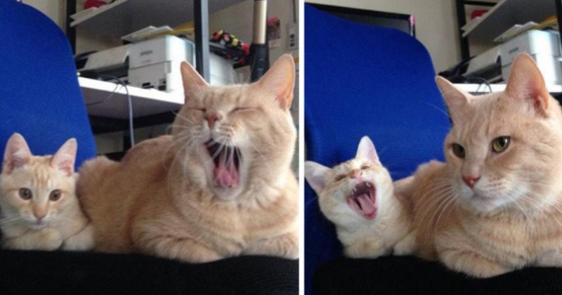 pictures of cats and small cats that look just like them thumbnail includes two pictures of the same two cats including one in which the big cat is yawning and the small one is not and another in which the small cat is yawning and the big cat it not