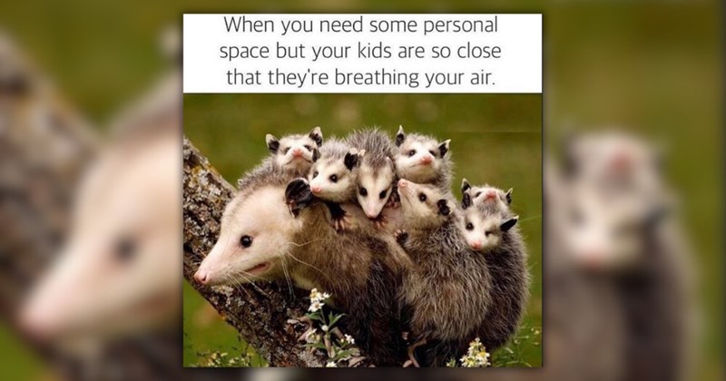 Animal Antics: Memes for Moms Who Need a Laugh
