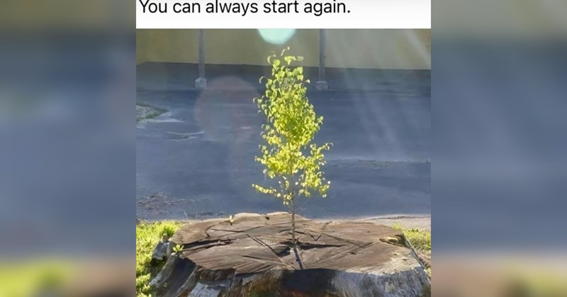 wholesome memes, wholesome, postivity, nice, good, animals, animal memes, cats, dogs, tweets, tumblr, family, love, relationships, friendship, memes, funny, funny memes