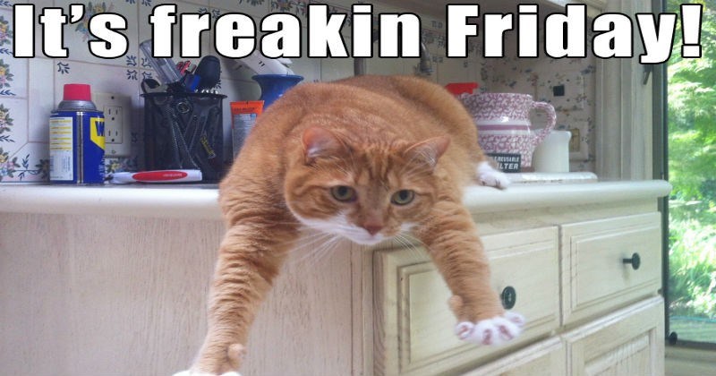 animal memes that are thank god it's friday and they show it