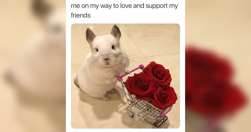 wholesome memes, wholesome, nice, good, positivity, animals, animal memes, cats, dogs, love, friendship, family, relationships, memes, funny, funny memes, tweets